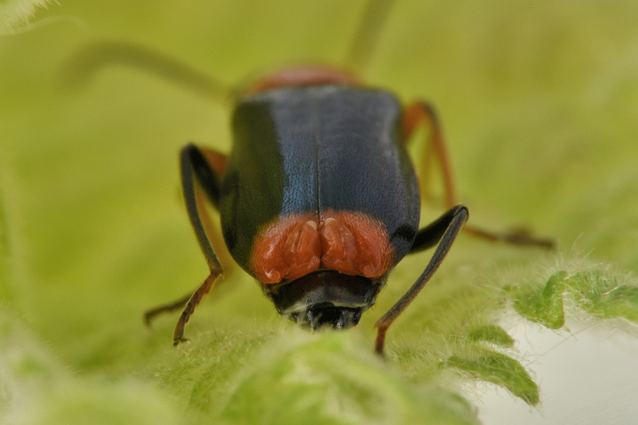 Malachiidae: Ebaeus battonii, maschio